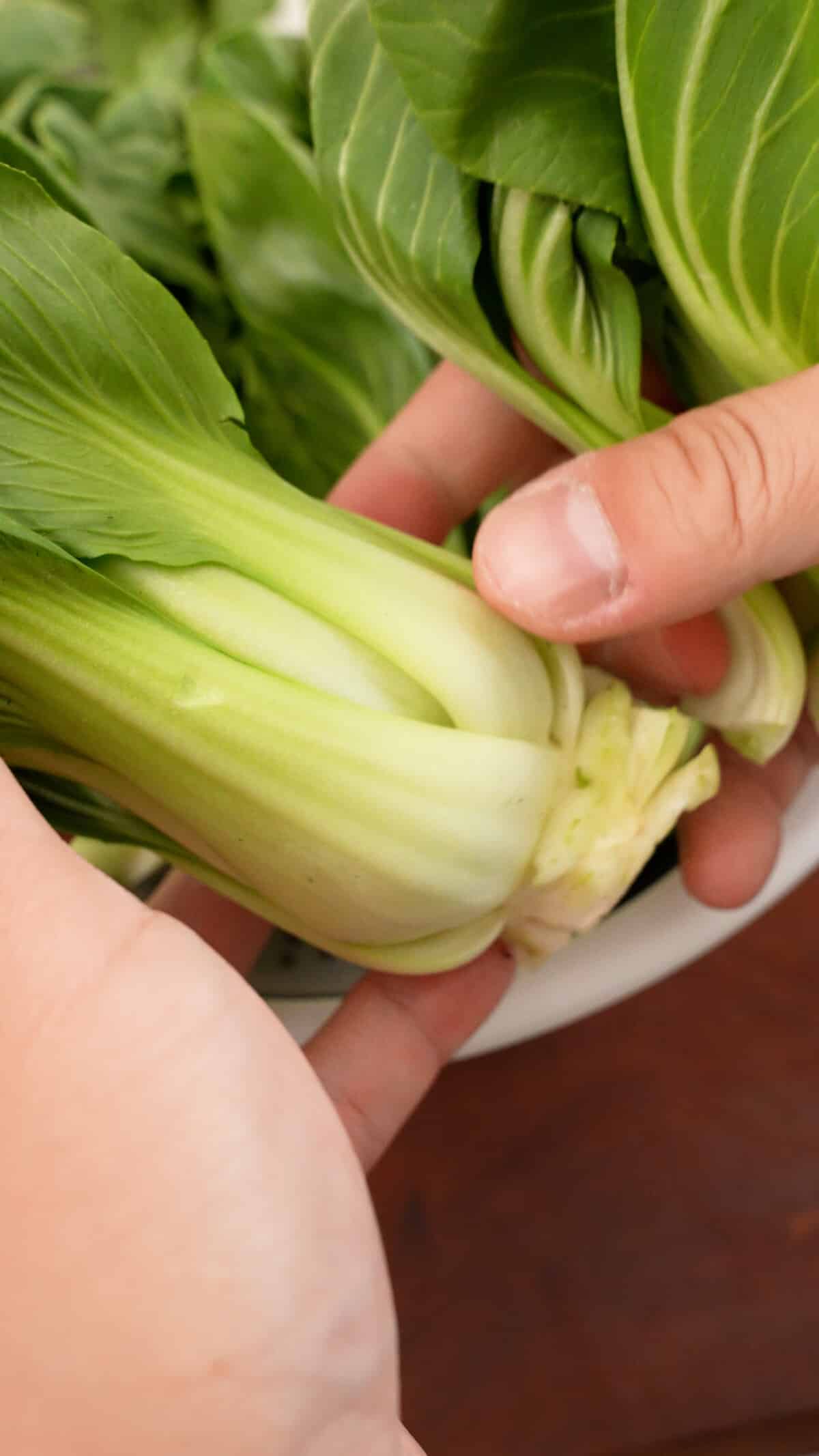 Hands picking bok choy leaves from the stem.