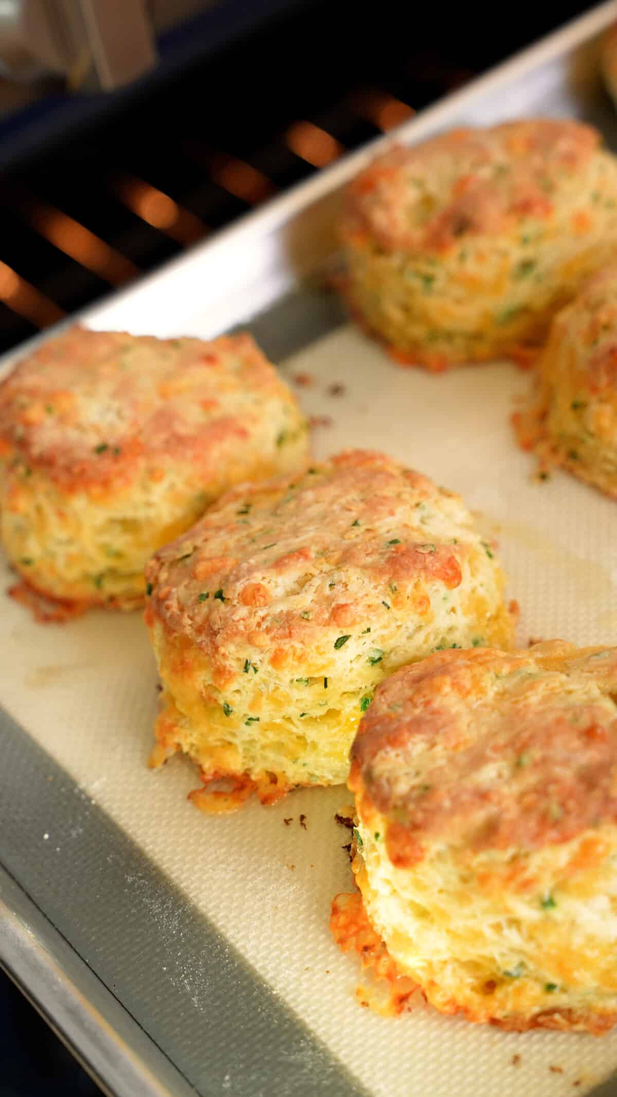 Cheddar biscuits on a baking tray fresh out of the oven.